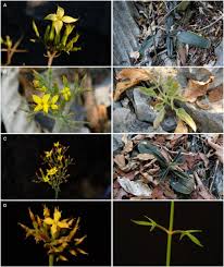 Image result for Kalanchoe latisepala