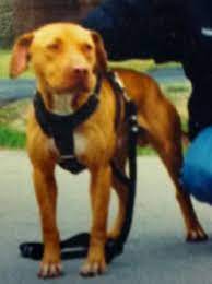 Online Pedigrees 36992 Evolution Knls Macho 1xw Rom Pitbull Dog Bulldog Dogs