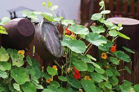 You can expect that your nasturtium seeds germinate between 10 to 14 days after planting in optimal conditions. Growing Nasturtiums How To Plant Grow And Care For Nasturiums The Old Farmer S Almanac