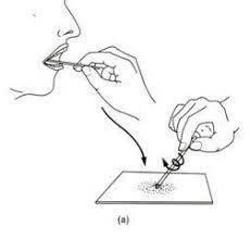 Maybe you would like to learn more about one of these? To Prepare Stained Temporary Mounts Of Human Cheek Cell Lab Work