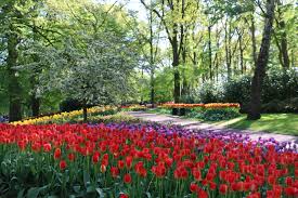 The length of time that each bloom lasts depends on how warm it is. Amsterdam Tulip Season 2022 Tulip Festival Amsterdam