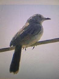 Image result for Agrocharis incognita