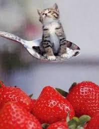Watch a persian kitten grow! Teacup Persian Kittens For Sale Teacup Cats Miniature Kittenssuperior Quality Persian Himalayan Kittens For Sale In A Rainbow Of Colors In Business For 32 Years