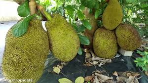 Image result for Artocarpus heterophyllus