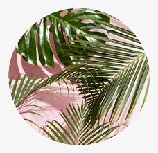 The peony plant can live for more than . Sticker Stickers Freetoedit Aesthetic Minimalism Bullet Pink Background With Plants Free Transparent Png Download Pngkey