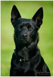 Black And Tan Kelpie Lab Mix Australian Kelpie Black Australian Dog Breeds Dog Breeds Aussie Dogs