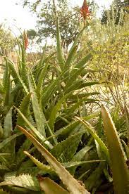 キダチアロエ 学名aloe arborescens アロエ科アロエ属 多肉植物 木工工房の窓の前で 木立アロエの花が咲いています 木工作業中に怪我したら すぐに塗れるようにと 木立アロエ アロエベラ 不夜城と ３種のアロエを植えてます アロエ 花 シェードガーデン