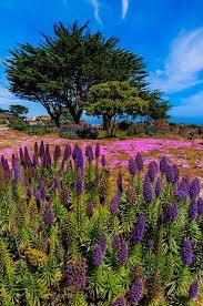A full service florist, burst & bloom also provides flowers by the stem, succulents and flowering plants, exclusive linen rental, wedding party gifts and wedding invitations. Carpet Of Mesembryanthemum Flowers Along The Monterey Bay Coastal Trail In Pacific Grove Pacific Grove Beautiful Places To Visit California Travel Road Trips