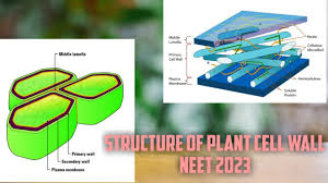 Secondary plant cell wall structure. Structure Of Plant Cell Wall Plasmodesmata Pits Cell The Basic Unit Of Life Neet 2022 2023 Youtube