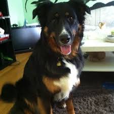 However, free gsd, german shepherd dogs. Bernese Mountain Dog Shepherd Mix