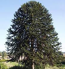 Free shipping on all orders over $199. Monkey Puzzle Tree On Fast Growing Trees Nursery Monkey Puzzle Tree Fast Growing Trees Monkey Puzzle