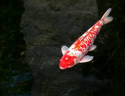Koi will even eat people food.love cereal, lettuce, shrimp, rice, peas, watermelon, duckweed, earth worms, tubifex. Koi Fish Species Profile
