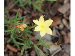 Image result for Menodora heterophylla