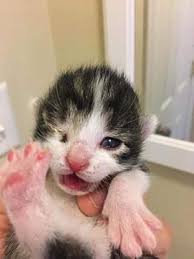 See more of saint louis county pet adoption center on facebook. Pin On Petsneedhomes