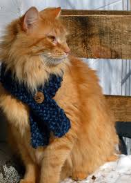 Each scarf is painstakingly knit by hand for the cat it was purchased for. Cat Scarf Knitting Pattern Free