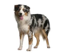 Find australian shepherd in canada | visit kijiji classifieds to buy, sell, or trade almost anything! Australian Shepherd Feragen