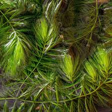 Image result for Ceratophyllum demersum