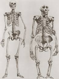 The Skeletons Of A Human Left And A Gorilla Right Human Anatomy Art Human Anatomy Drawing Skeleton Anatomy