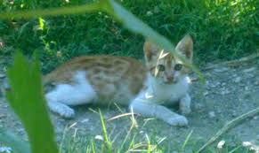Evcil Hayvanlar Hakkinda Tavuk Kus Kedi Kopek Yasanmis Bilgiler Sizler Onlar Hakkinda Neler Dusunuyorsunuz