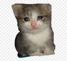 Are you searching for hamsters png images or vector? Crying Cat Meme Transparent Crying Cat Meme Png Clipart 1060552 Pikpng