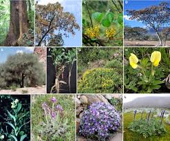 Image result for Ateleia herbert-smithii