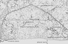 Type ii pneumocytes (making up 5% of the total alveolar area, but 60% of cells). Hls Respiratory System Lung Sheep Lobule Med Mag Labeled