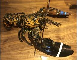 Our commitment to serving quality seafood starts long before you sit down at our restaurant. Rare Maine Calico Lobster Rescued From Virginia Red Lobster Menu