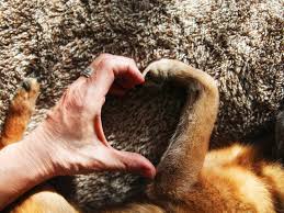 10 scientific ways to know your dog loves you so muchdog cognitive science has come a long way over the past two decades. 5 Signs Your Dog Loves You And How To Return The Favor