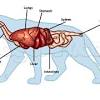 Learn anatomy faster and remember everything you learn. Https Encrypted Tbn0 Gstatic Com Images Q Tbn And9gcthcllaefwr82ca3sbrd3h8 Ysanu3cdut0quo4qz4 Usqp Cau