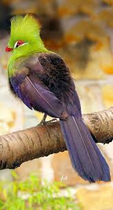 Bird With Crazy Hair Meme Pin By Winn Adams On Oiseaux Beautiful Birds Pet Birds Colorful Birds