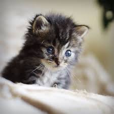Pin Von Siyah Beyaz Auf Yavru Kediler Katzchen Katzen