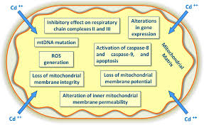 Ijerph Free Full Text The Effects Of Cadmium Toxicity Html