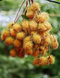 Maybe you would like to learn more about one of these? Rambutan Wikipedia