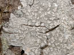 Image result for Agelaea