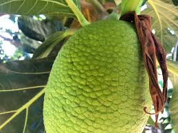 Fruit growers manipulate tree canopies to maximize fruit production by pruning to remove limbs or shoots or by bending limbs or shoots in specific orientations. Breadfruit It S Importance History Uses Facts A Mutiny Story