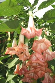 Image result for Brugmansia