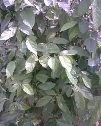 Image result for Glyphaea