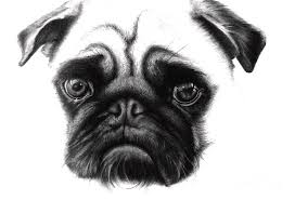 Easy way to draw a dog draw real dog step 1 5 how to a by puppies. Drawing Realistic Puppy Drawing Pencil Dog Sketch