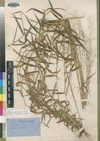 Image result for Melinis tenuissima