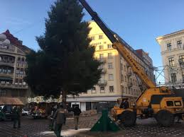 0 oferte de revelion în timișoara pe o rază de. TimiÈ™oara Va Avea Brad De CrÄƒciun Din Italia Oferta Din PÄƒdurile Romaniei N A Fost MulÈ›umitoare