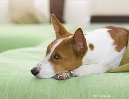 Shieldtec flea, tick, and mosquito prevention for dogs. Macrocyclic Lactones Ivermectin For Dogs