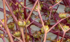 Image result for Dysphania procera