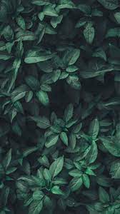 Green and black razer corded gaming mouse, black background, simple. Leaves Phone Wallpapers Top Free Leaves Phone Backgrounds Wallpaperaccess