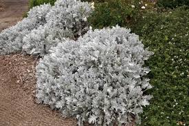 Image result for Centaurea praecox