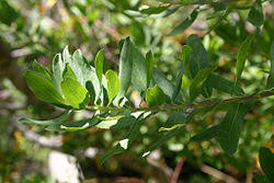 Image result for Polygala myriantha