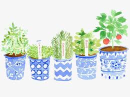 Dessin De Plantes Illustration Herbes Illustration De Jardin La Couleur Des Sentiments