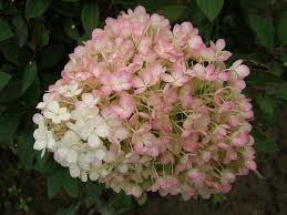 Maybe you would like to learn more about one of these? Bobo Panicle Hydrangea Hydrangea Paniculata Bobo Hydrangea Hydrangea Paniculata Hydrangea Shrub