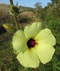 Image result for Hibiscus diversifolius