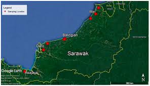 De 1957 à 2018, le barisan nasional, coalition nationaliste et libérale dominée par. Microorganisms Free Full Text Genetic Diversity And Demographic History Of Ganoderma Boninense In Oil Palm Plantations Of Sarawak Malaysia Inferred From Its Regions Html