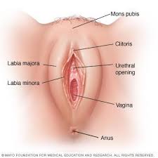 Malah ada yang lebih teruk lagi, siap ada yang jahit untuk tutup lubang faraj anak perempuannya. Klitoris Wanita Apa Fungsinya Dan Dimana Letaknya